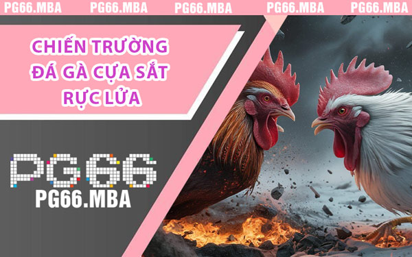 Chiến Trường Đá Gà Cựa Sắt Rực Lửa