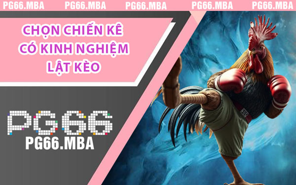 Chọn Chiến Kê Có Kinh Nghiệm Lật Kèo