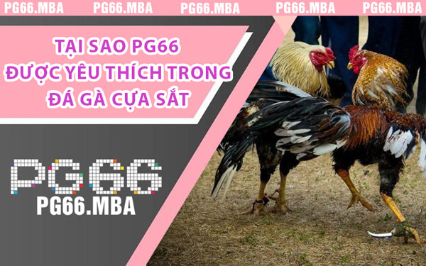 Tại Sao PG66 Được Yêu Thích Trong Đá Gà Cựa Sắt